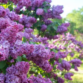 Lilac Days