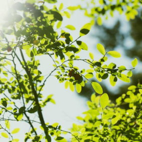 Arbor Day Celebration