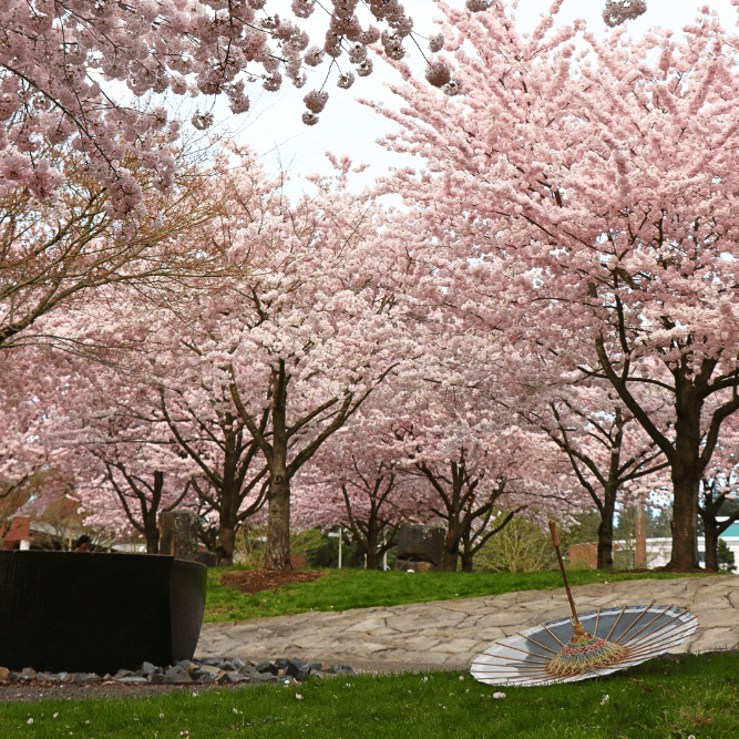 Clark College Cherry Blossoms